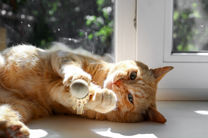 Orange cat playing with a toy on a windowsill