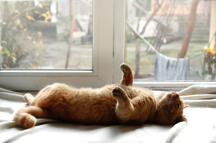 Orange cat sleeping on a blanket by the window