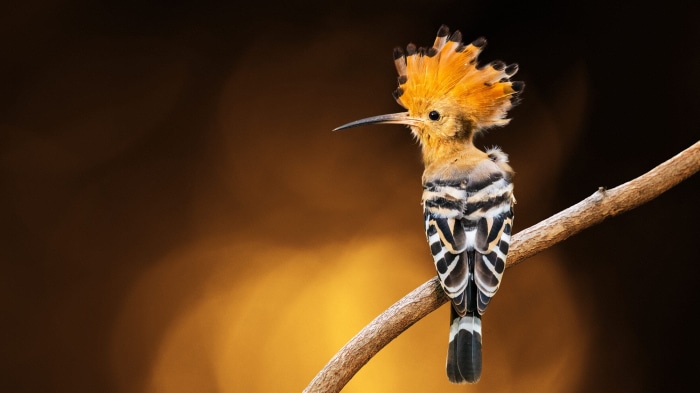 Hoopoe bird perched on a branch