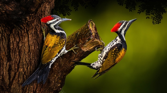 Two Woodpeckers on a Tree Branch