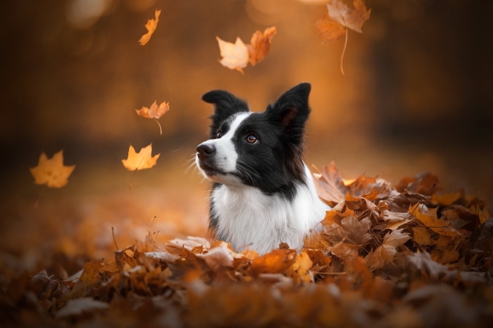 Border Collie dog in autumn leaves