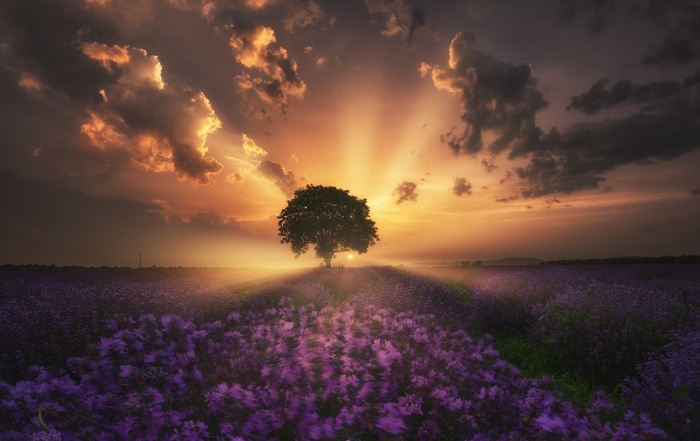 Tree in Lavender Field at Sunrise with Sunbeams
