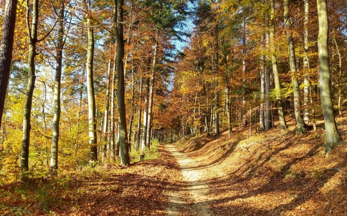 Autumn Forest Path