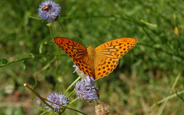 Orange butterfly on purple flowers
