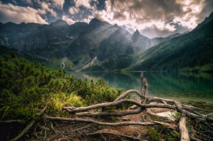 Lake and Mountains with Pine Trees and Roots