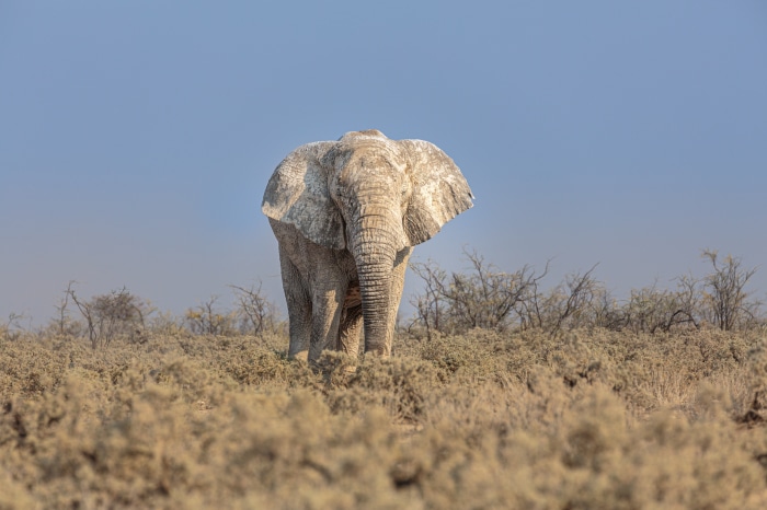 African Bush Elephant in Dry Landscape 4K