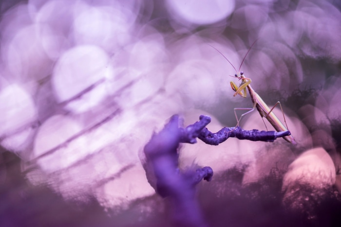 Praying Mantis on a Branch