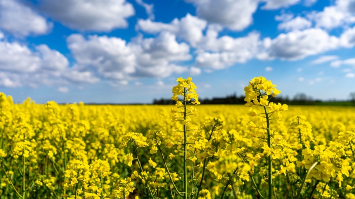 Field of Yellow Rapeseed Flowers Under a Blue Sky