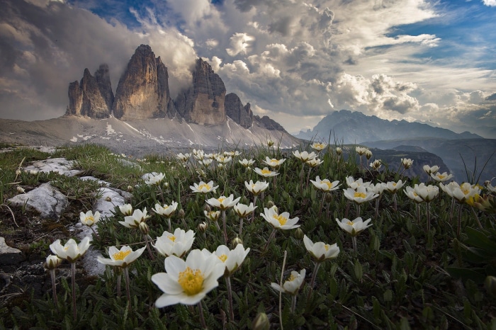 White flowers in front of the Tre Cime di Lavaredo mountains in Italy