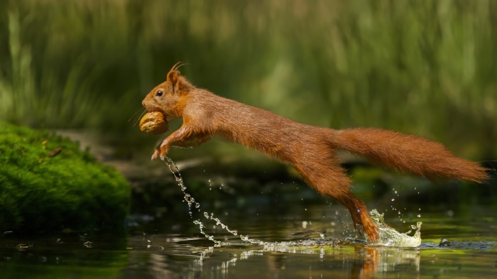 Squirrel running through water with a nut