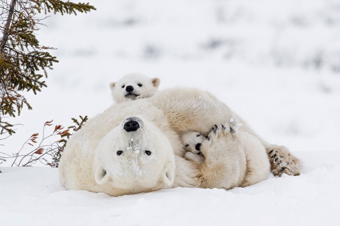 Polar bear mother with two cubs in snow