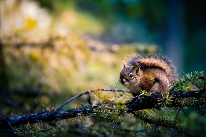 Squirrel on a branch in a forest