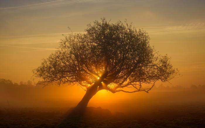 Tree at Sunrise with Fog
