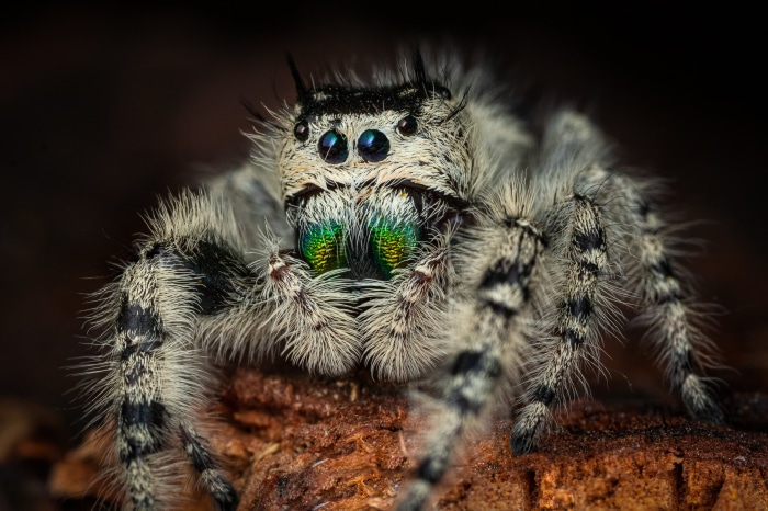 Jumping Spider 4K
