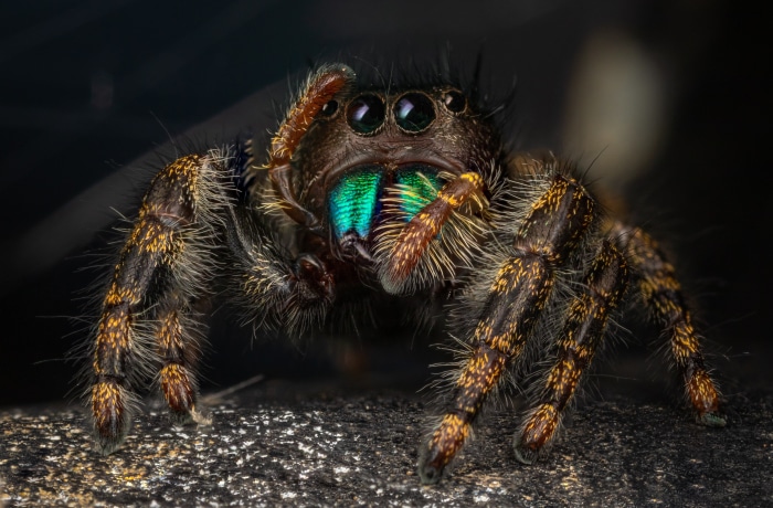 Jumping Spider Macro 4K