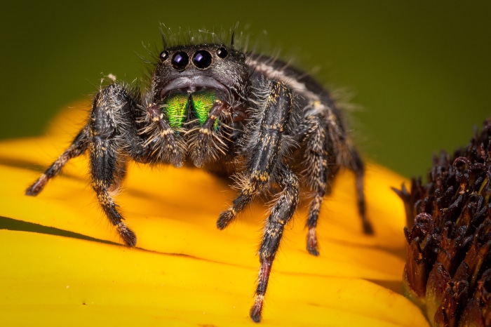 Jumping Spider on a Yellow Flower 4K