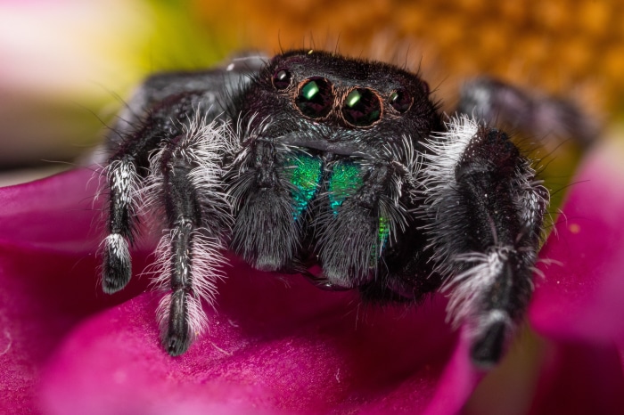 Jumping Spider on a Pink Flower 4K