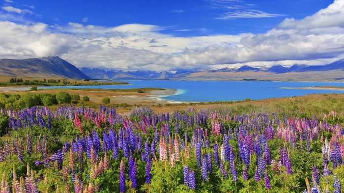 Field of Lupines by a Lake with Mountains