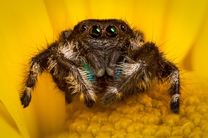 Jumping spider on a yellow flower macro 4K