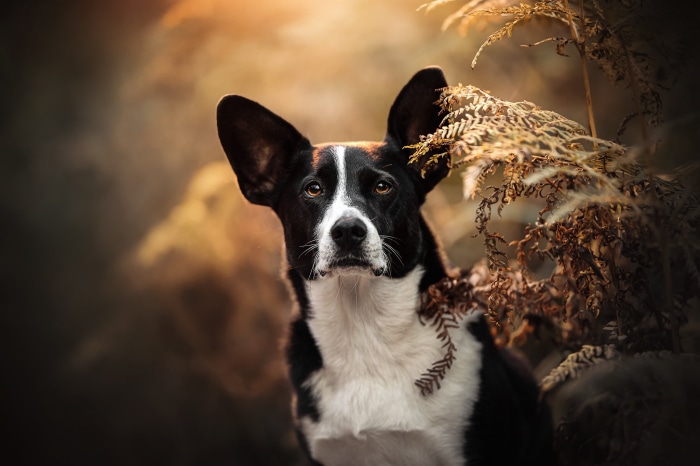 Black and white dog with large ears in nature