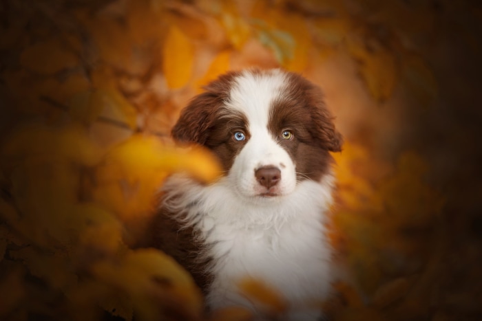 Brown and white Border Collie puppy with heterochromia