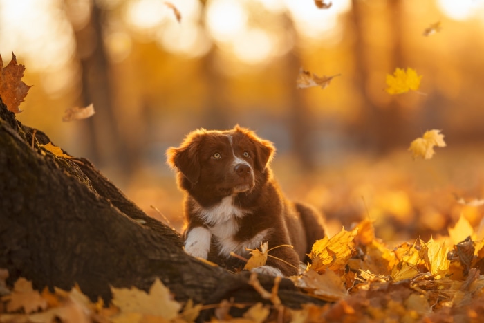 Brown dog lying in autumn leaves
