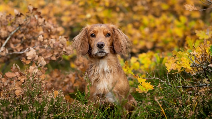 Brown dog sitting in autumn foliage