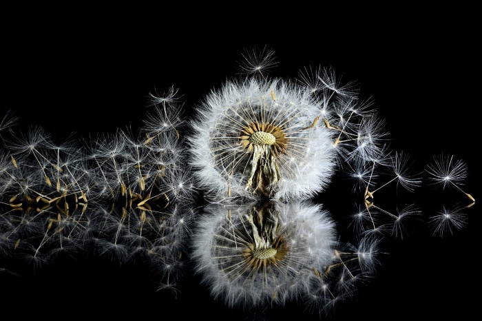 Dandelion seeds scattering with reflection