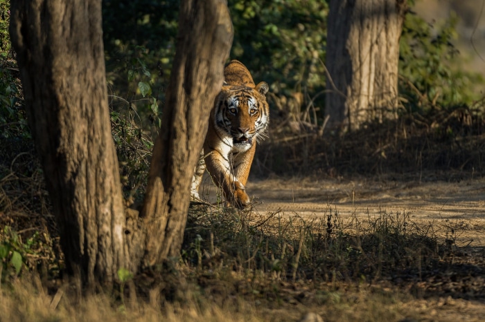 Tiger walking on a dirt path in a forest
