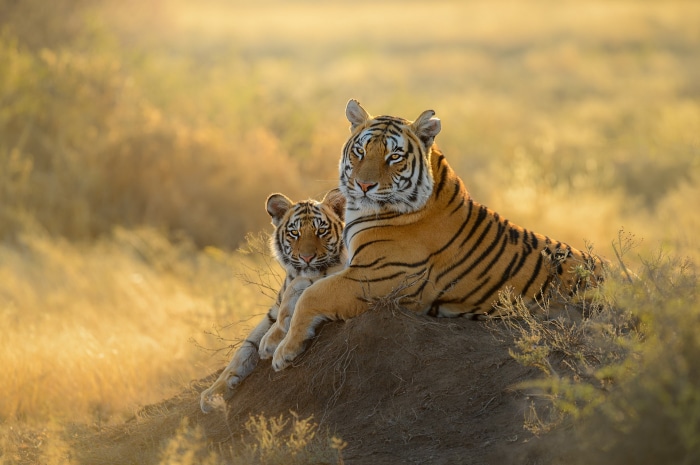 Mother Tiger and Cub Resting on a Mound