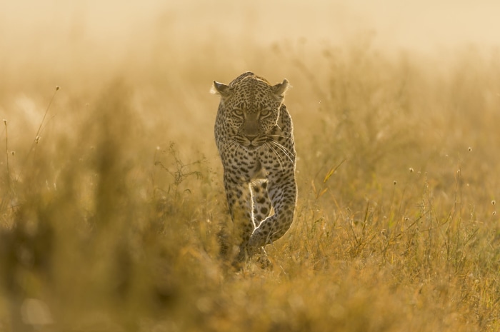 Leopard walking through tall grass at sunset