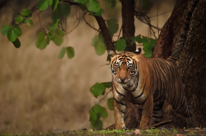 Tiger walking near a tree