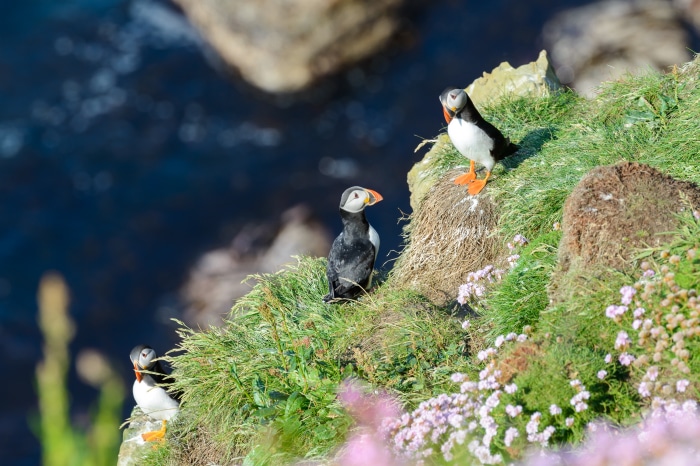 Three Puffins on a Cliffside