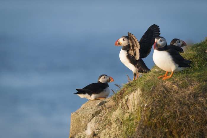 Atlantic Puffins on a Cliff