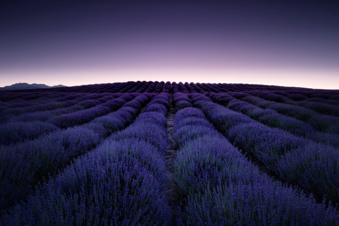Lavender field at dusk
