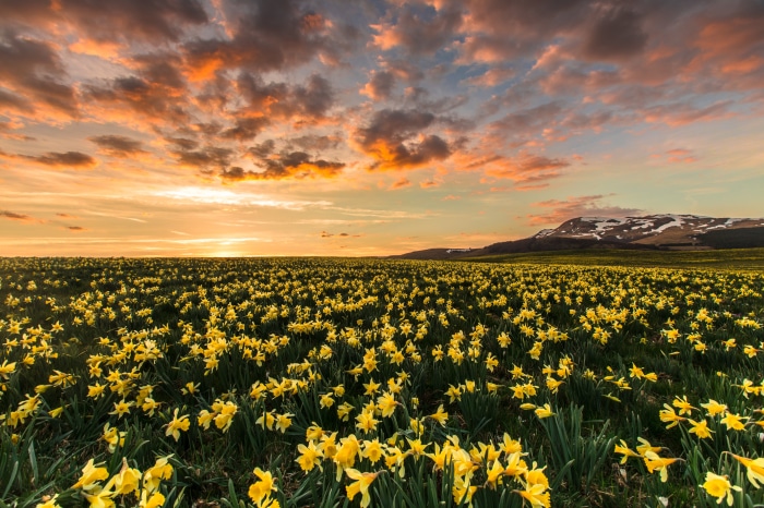 Field of Yellow Daffodils at Sunrise