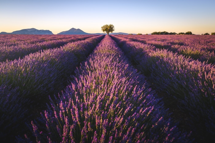 Lavender field with a lone tree and mountains