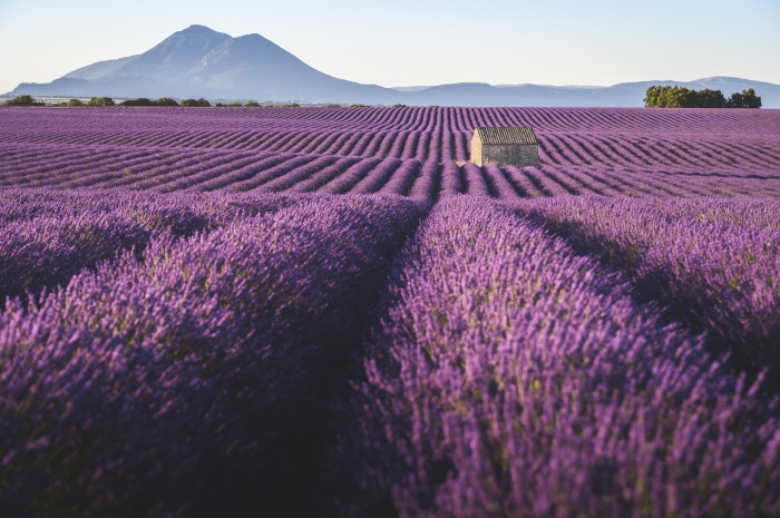 Lavender field with a stone building and mountains