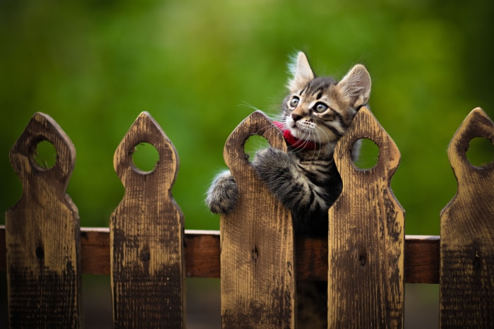 Kitten peeking over a wooden fence
