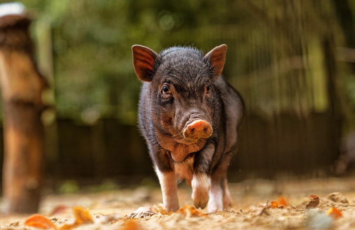 A young piglet walks on the ground