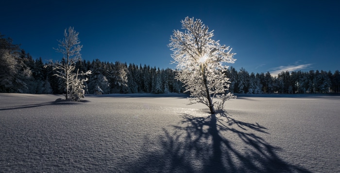 Snowy forest with frosted trees and sunbeams