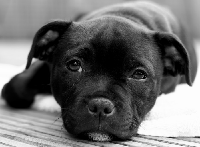 Black Staffordshire Bull Terrier Puppy
