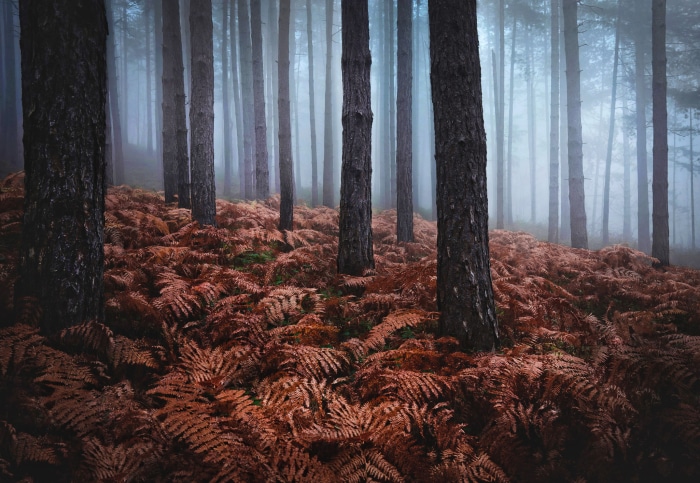 Misty forest with brown ferns and tall trees