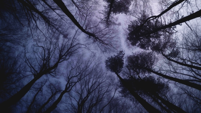 Looking up through bare trees in a dark forest