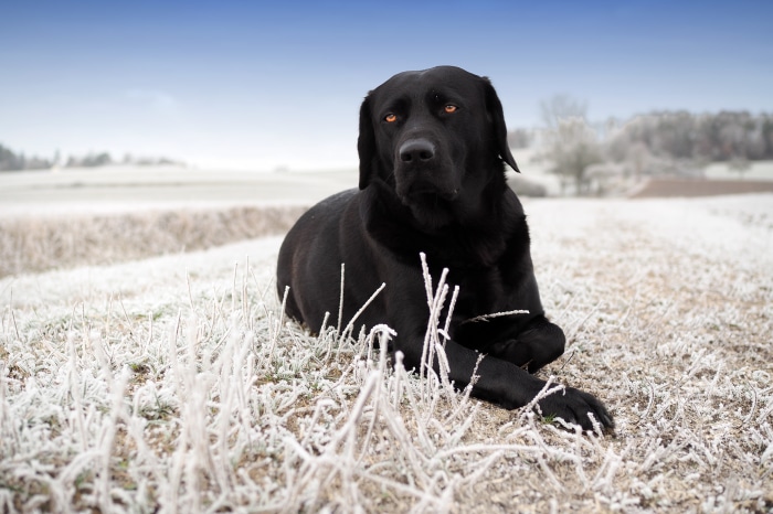 Black Labrador Retriever in Frosty Field 4K