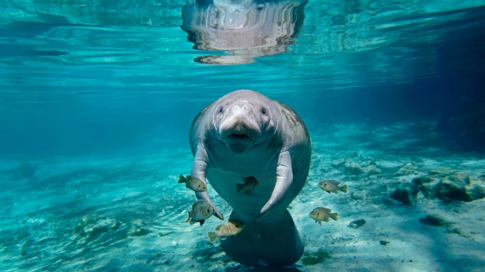Manatee in Florida