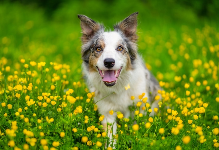 Border Collie in a field of yellow flowers 4K