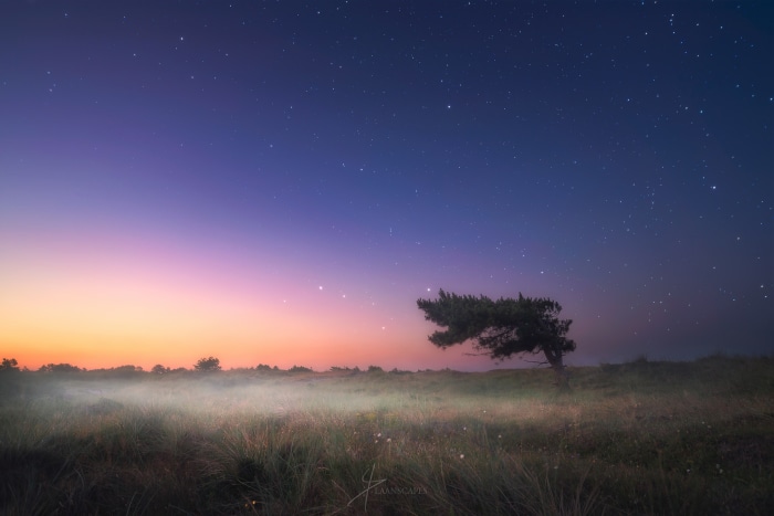 Lone tree under starry twilight sky with fog