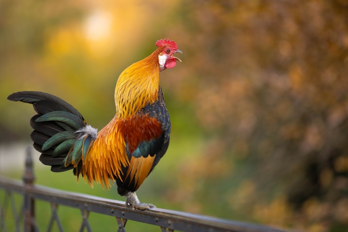 Rooster perched on a fence in autumn