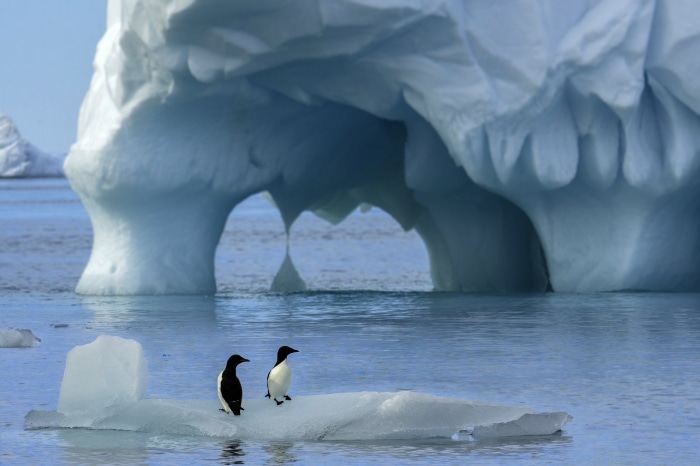 Penguins on Iceberg in Antarctica